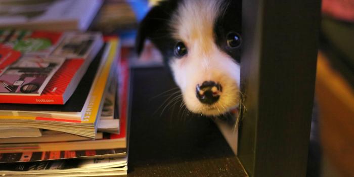 3283x1923 Doggo Wallpaper | 3283x1923 | ID:60786