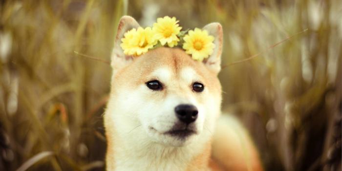 2560x1600 76+ Doge Meme Wallpapers on WallpaperPlay