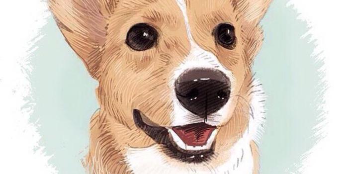 1080x1920 Ciah Flynn on Doggo in 2019 | Corgi wallpaper, Corgi