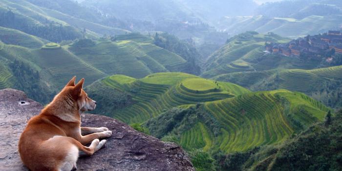 1680x1050 Doggo Chilling Wallpaper | 1680x1050 | ID:60664