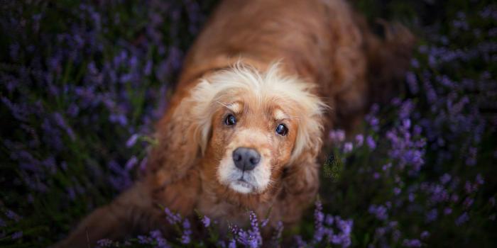 2048x1365 Few doggo wallpapers! - Album on Imgur