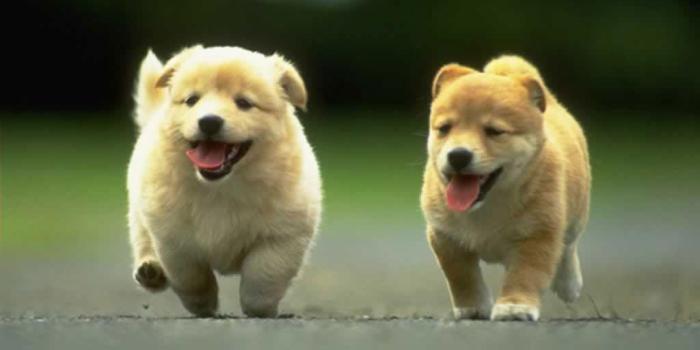 1024x768 Cute Dog Wallpapers
