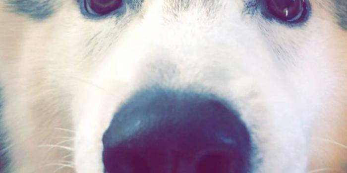 720x1280 Doggo Wallpaper by Etherealityy - d4 - Free on ZEDGE™