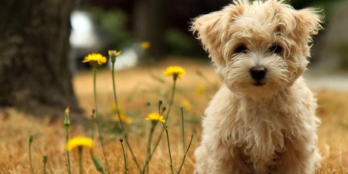 1920x1080 50 Free HD Dog Wallpapers
