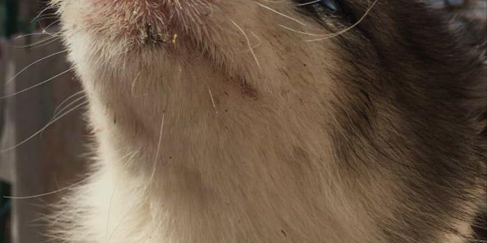 700x1244 My little doggo as wallpaper :3 - 9GAG