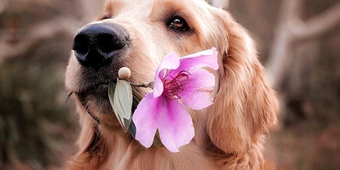 1080x1920 Dog Pictures | Download Free Images on Unsplash