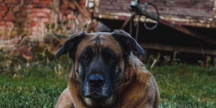 1000x1304 Doggo Pictures | Download Free Images on Unsplash