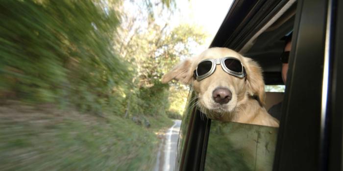 1920x1080 50 Free HD Dog Wallpapers