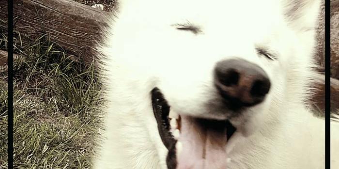 720x1280 Happy Doggo Wallpaper by GreenPhoenixYT - 27 - Free on ZEDGE™