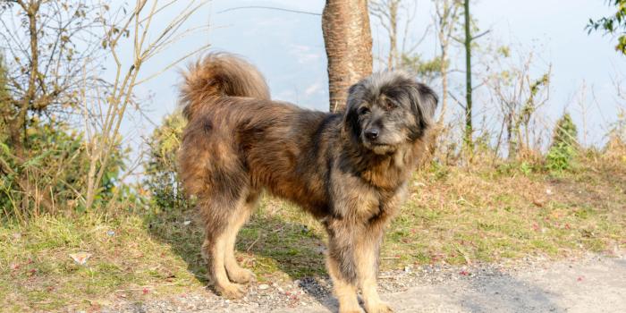 5670x3544 Free stock photo of cute, dog, doggo