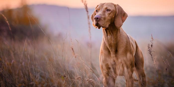 1920x1080 Get Dog Days - Microsoft Store