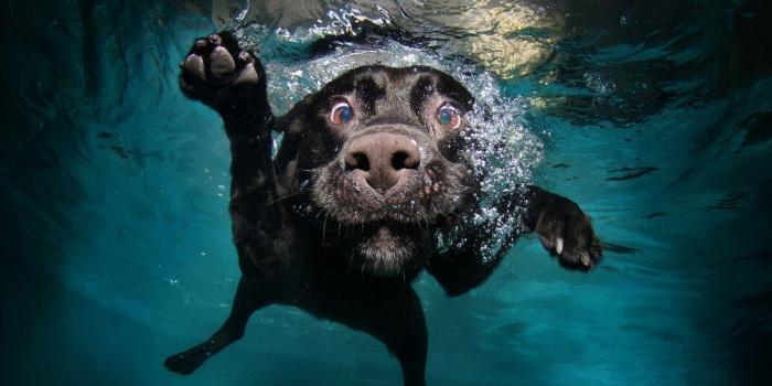 1920x1080 Funny Dog Wallpapers