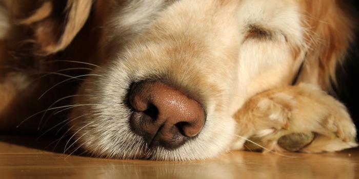 2560x1600 3082310 carpet, dog, doggo, filter, floor, nose, on, sleeping