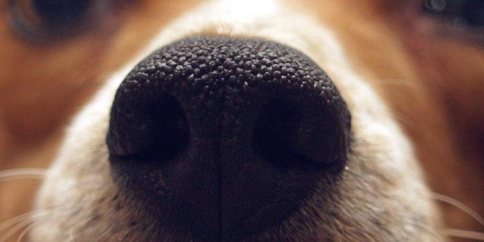 1242x2208 Cute Puppy Dog Nose iPhone 6+ HD Wallpaper | ♡ Wallpapers I Love