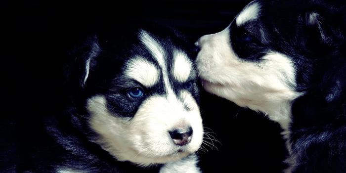 1920x1080 50 Free HD Dog Wallpapers