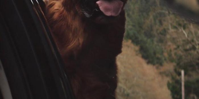 750x1334 Doggo wallpaper : iWallpaper