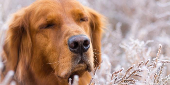 1680x1050 Fantastic Dog Close Up wallpaper | 1680x1050 | #12910