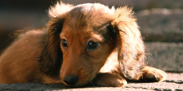 1920x1200 Dogs images Lovely Dog wallpaper HD wallpaper and background photos