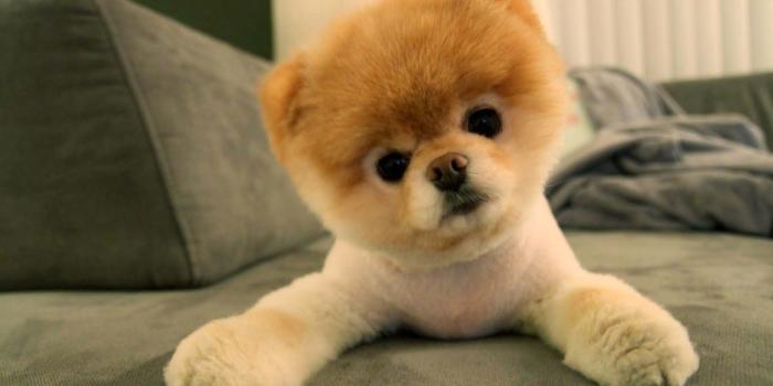 1600x900 Cute Pomeranian Puppies Wallpaper image | Free HD Wallpaper