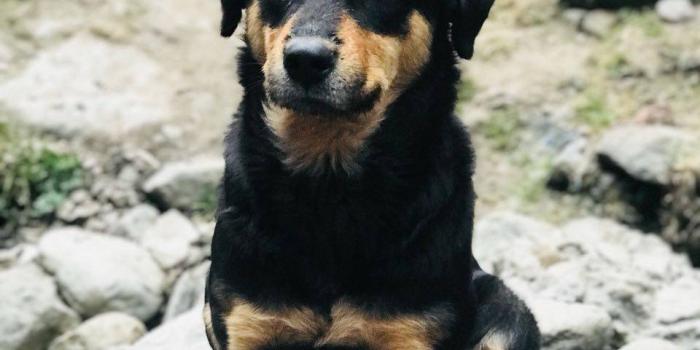 960x1280 Doggo Wallpaper by Ishan7376 - 4d - Free on ZEDGE™