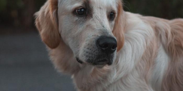 1000x1250 Funny Dog Pictures | Download Free Images on Unsplash