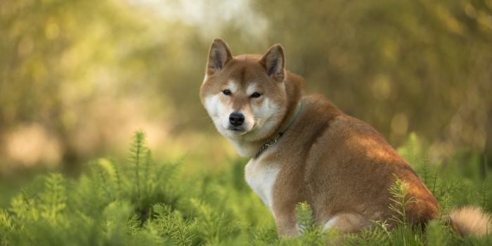 1920x1080 50 Shiba Inu HD Wallpapers | Background Images