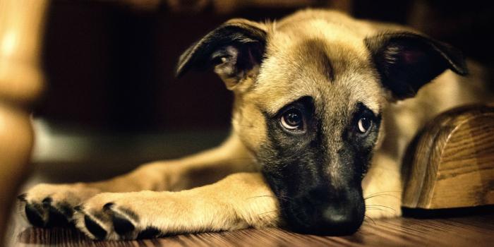 1919x1199 Wallpaper Of A Doggo | PaperPull