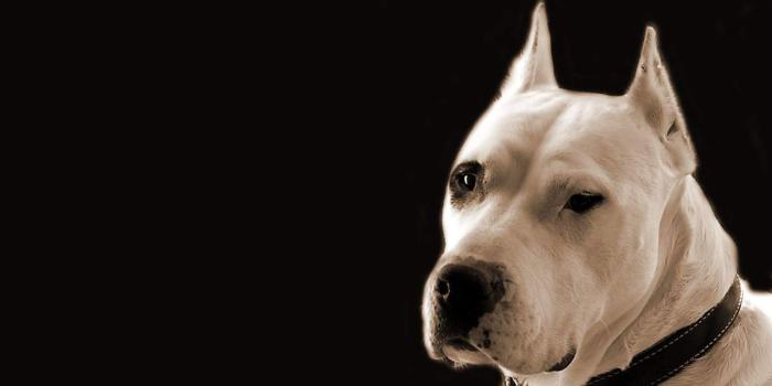 1600x1200 Best 51+ Dogo Argentino Wallpaper on HipWallpaper | Dogo Argentino