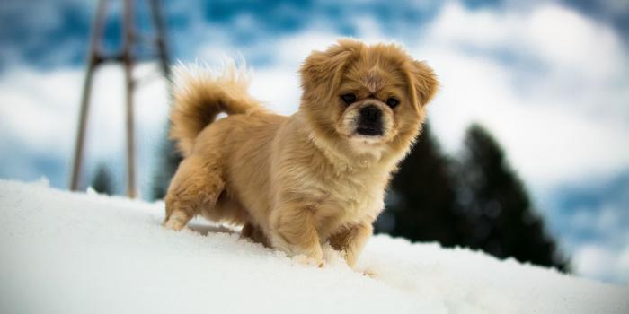 1920x1080 Puppy In The Snow wallpaper