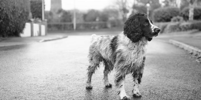 3686x2074 My Doggo Bumble HD wallpaper