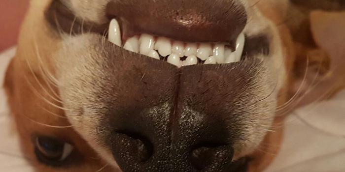 1080x1246 I set my doggo as my wallpaper - Album on Imgur