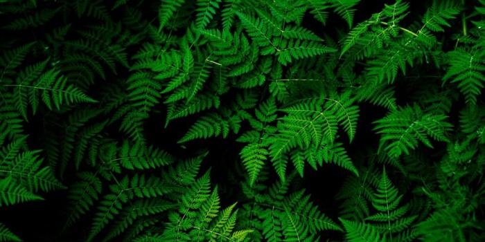 1000x1499 Green Pictures [HD] | Download Free Images on Unsplash