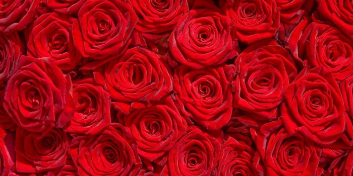 1245x700 Rose flowers flower roses bokeh landscape nature garden wallpaper