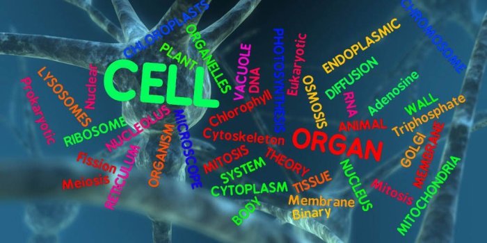 1024x768 Biochemistry Wallpapers