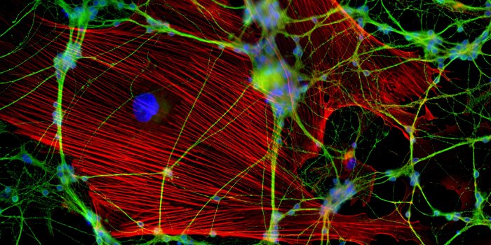 4724x3140 Neuron Cell HD wallpaper Gallery