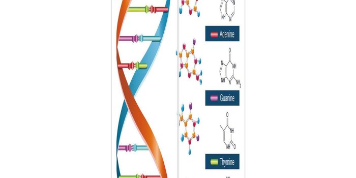 1300x1300 3D Door Wall Mural Wallpaper Stickers [ Educational,DNA Bases