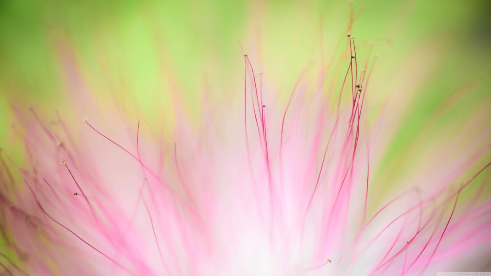 3554x1999 Soft Flower ❤ 4K HD Desktop Wallpaper for 4K Ultra HD TV • Wide