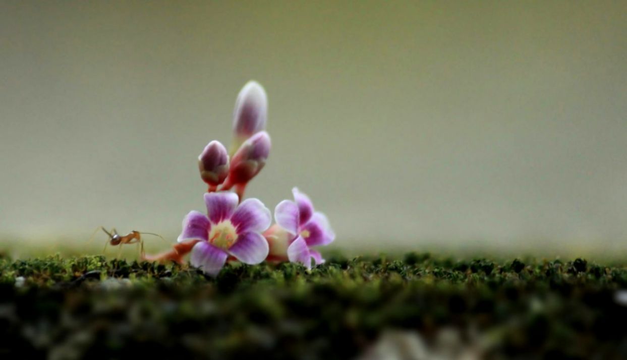 1243x714 Soft Simple Pink Wallpaper | Soft Wallpapers