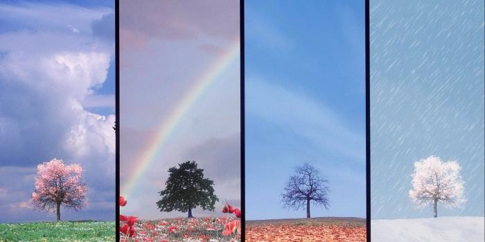 1920x1080 Tree In Four Seasons 3d And Cg HD wallpaper