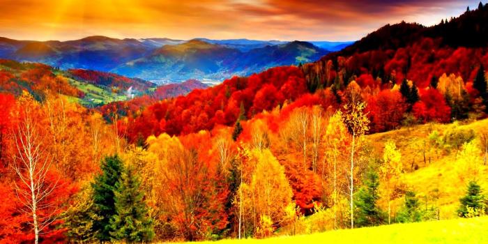 1920x1200 Tree Season, Landscape, Color, Fall, Widescreen, Nature, Forest