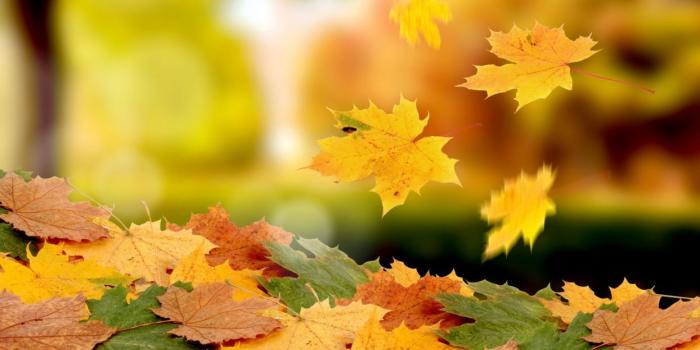 1244x700 Nature leaves autumn fall seasons wallpaper | 1920x1080 | 40050