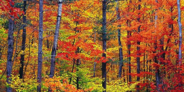 1600x1000 16646 seasons wallpapers free desktop