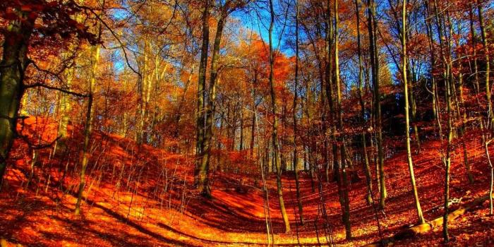 1680x1050 Nature, Forest,love Smell, Season Mobile, Fresh, Leaf, Seasons, Fall