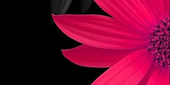 720x1280 Flowers Wallpapers Free Download Zedge | Wallpapers Home Screen