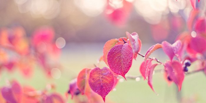 2048x1367 60+ Beautiful Pink Scenery Wallpapers - Download at WallpaperBro