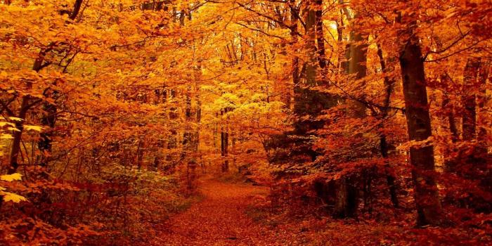 1920x1200 Fall Season Wallpapers (65+ background pictures)