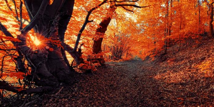 1920x1080 4591729 #forest, #sunset, #landscape, #fall, #nature, #seasons