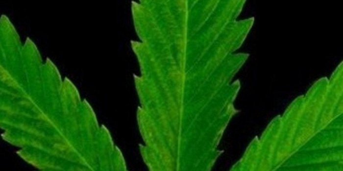 1080x1920 Ganja Wallpapers