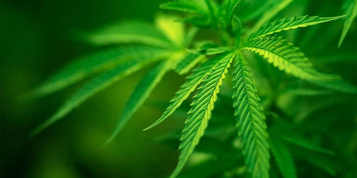 1920x1080 Ganja Wallpapers