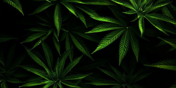 2800x2100 Dope Weed Wallpapers - Top Free Dope Weed Backgrounds - WallpaperAccess